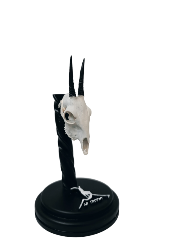 Cráneo de Duiker - Imagen 2