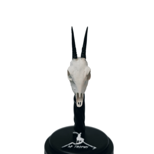 cráneo de duiker en miniatura