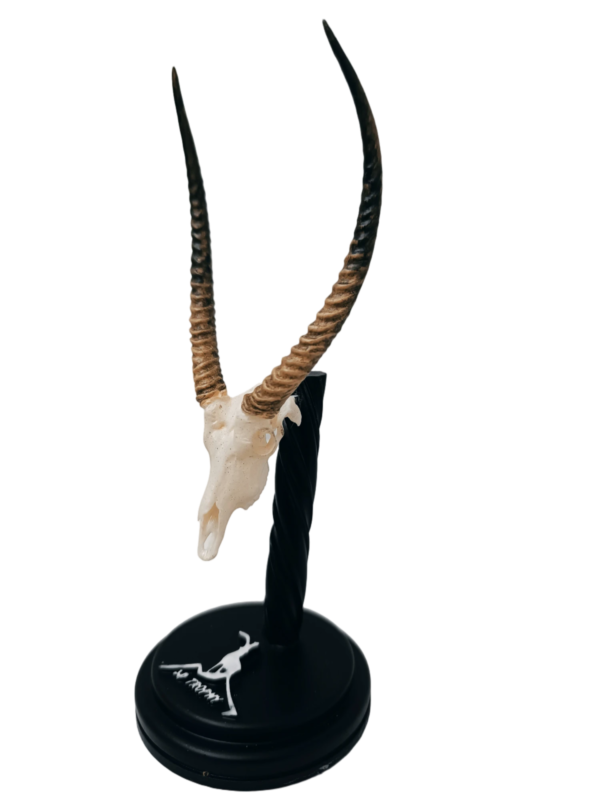Cráneo de Waterbuck - Imagen 3