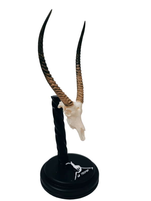 Cráneo de Waterbuck - Imagen 2