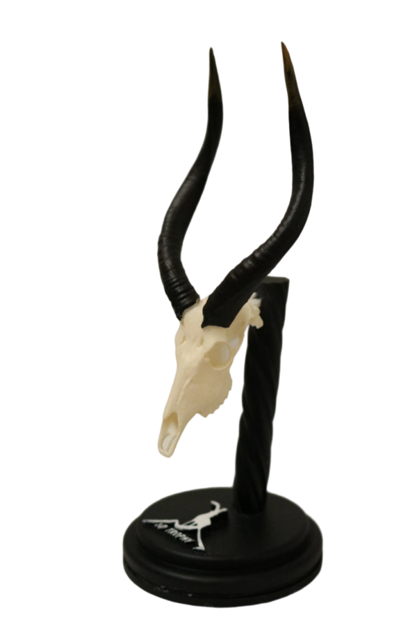 Cráneo de Nyala - Imagen 2