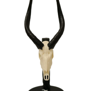 cráneo de nyala en miniatura
