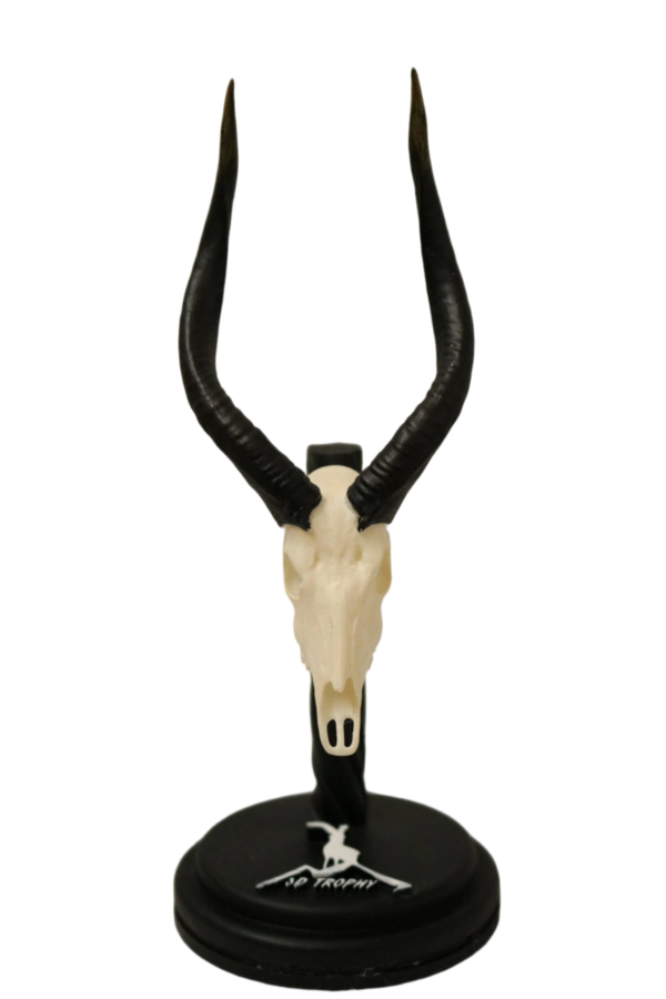 cráneo de nyala en miniatura