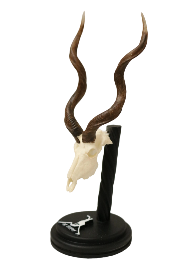 Cráneo de Kúdu - Imagen 2