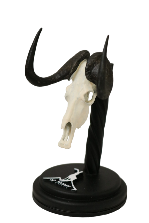 Cráneo de Ñu negro - Imagen 2