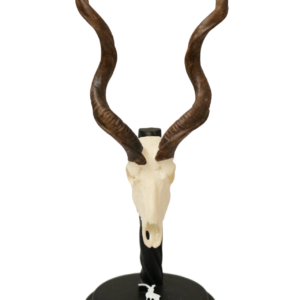 cráneo de kúdu en miniatura