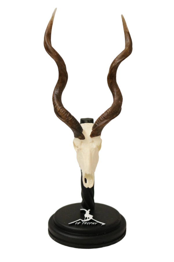 cráneo de kúdu en miniatura