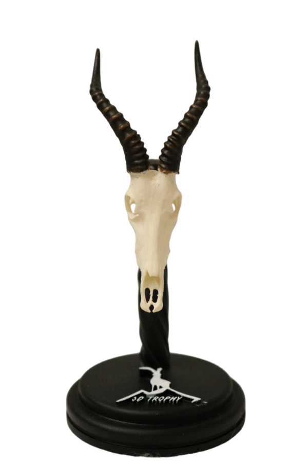 cráneo de bleshbuck en miniatura