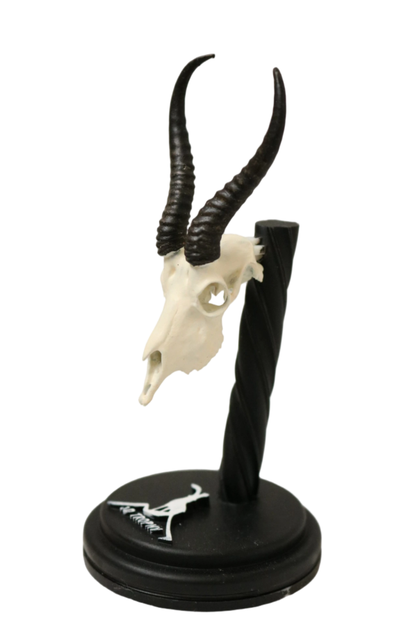 Cráneo de Springbuck - Imagen 2