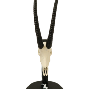 cráneo de sable en miniatura