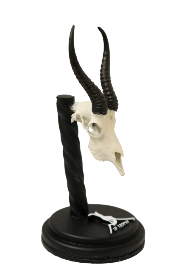 Cráneo de Springbuck - Imagen 3