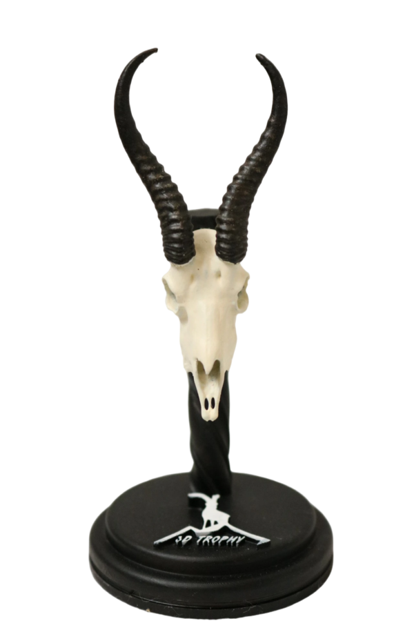 cráneo de springbuck en miniatura