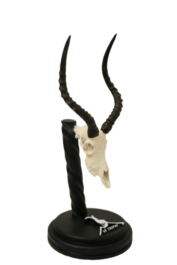 Cráneo de impala - Imagen 2