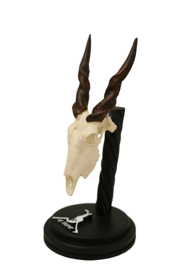 Cráneo de Eland - Imagen 2