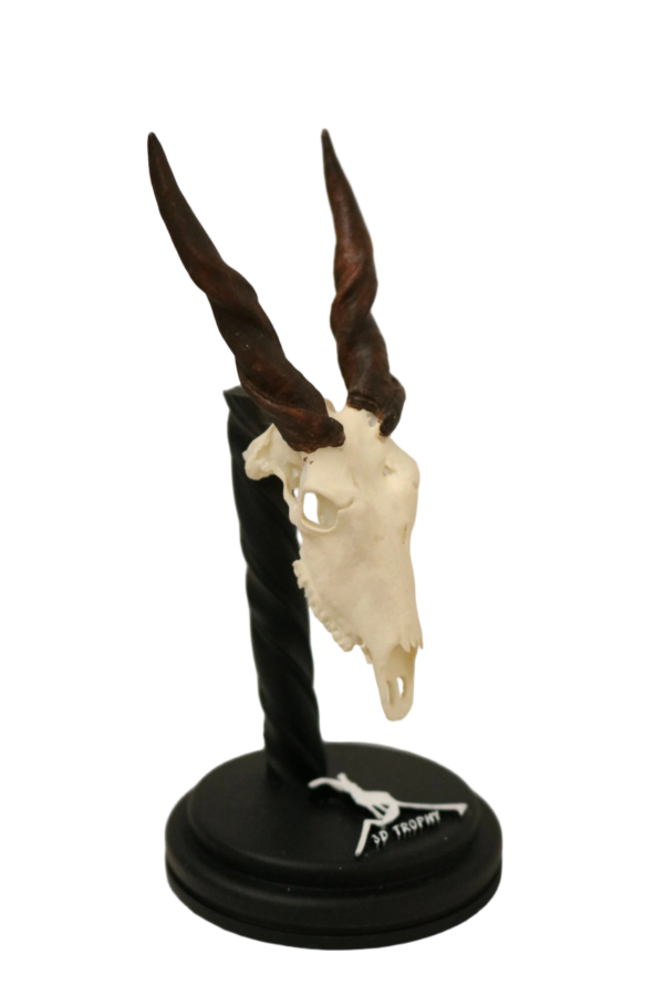 Cráneo de Eland - Imagen 3