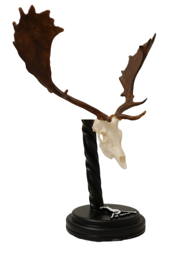 Cráneo de gamo - Imagen 2
