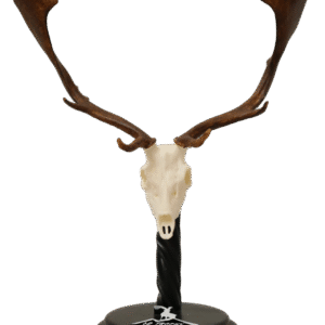Cráneo de gamo