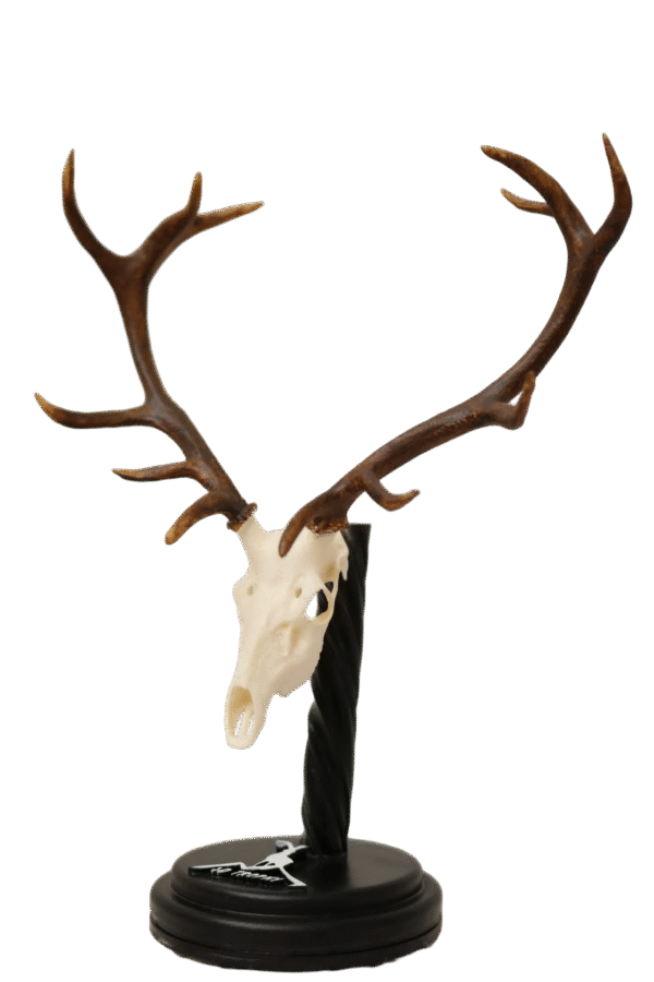 Cráneo de Venado - Imagen 3