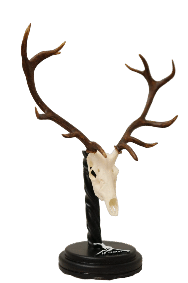 Cráneo de Venado - Imagen 2