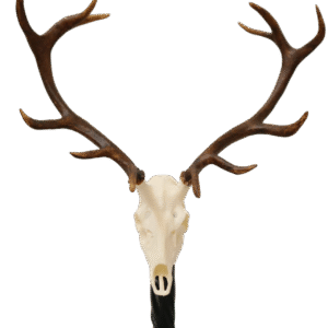Cráneo de Venado