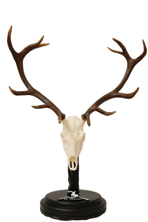 Cráneo de Venado