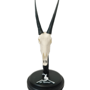 cráneo de oryx en miniatura